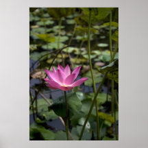 Impresión de la lona de Lotus Impresiones