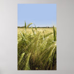 Impresión de la lona de Rye Poster