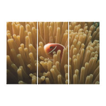 Impresión de la lona del atontamiento Clownfish Lienzo Envuelto Para Galerías