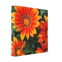 Impresión de la lona del Gazania Impresiones De Lienzo