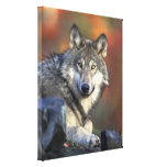 Impresión de la lona del otoño del lobo gris impresión en lona