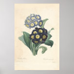 Impresión de la lona del Primula Posters