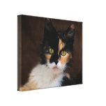 Impresión de la lona del retrato del gato del gati lona envuelta para galerías