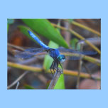 Impresión de la lona - libélula azul impresiones de lienzo