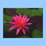 Impresión de la lona - lirio de agua rosado impresiones de lienzo