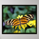 Impresión de la mariposa 2 de Longwing Impresiones