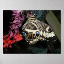 Impresión de la mariposa posters