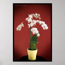 Impresión de la planta de la orquídea posters