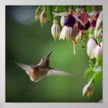 Impresión de la planta del colibrí y de la flor de impresiones