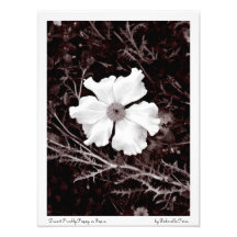 Impresión de la sepia de la amapola espinosa/del s impresión fotográfica