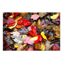 Impresión de las hojas de otoño fotografia