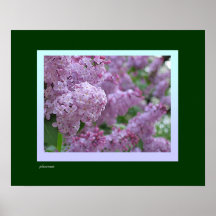 Impresión de las lilas de la primavera poster