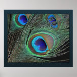 Impresión de las plumas del pavo real poster