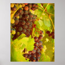 Impresión de las uvas del vintage poster