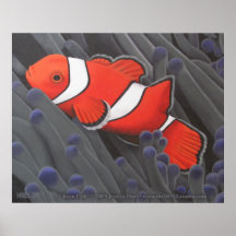 Impresión de los pescados del payaso impresiones