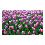 Impresión de los tulipanes 14 arte fotografico