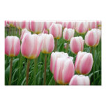 Impresión de los tulipanes 15 arte fotografico