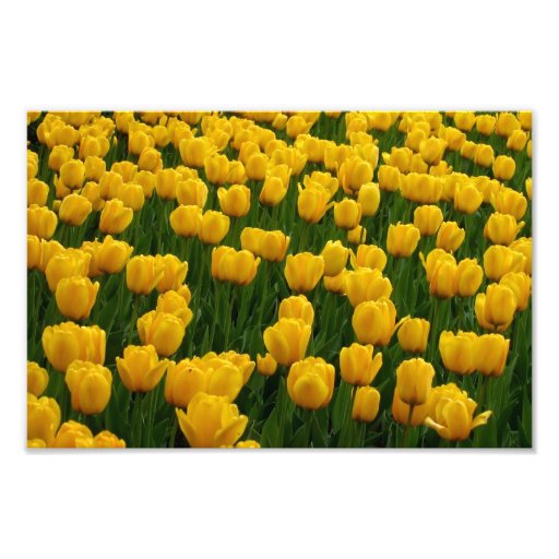 Impresión de los tulipanes 2 impresión fotográfica