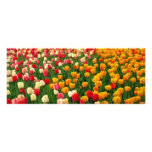 Impresión de los tulipanes 5 impresión fotográfica