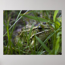 Impresión de Sr. Frog Posters
