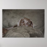 Impresión de Weimaraner Poster