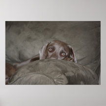 Impresión de Weimaraner Poster