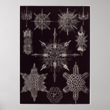 Impresión del arte de Ernst Haeckel: Acanthophract Impresiones