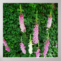 Impresión del arte del jardín de los Foxgloves Impresiones