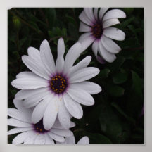 Impresión del aster de la nieve acumulada por la v impresiones