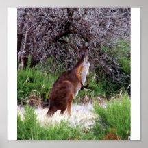 Impresión del canguro de Bush Poster