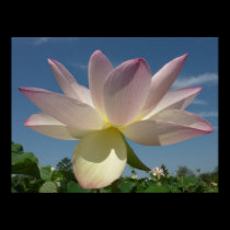 Impresión del cartel de la flor de Lotus y del cie posters