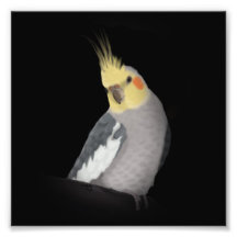 Impresión del Cockatiel Fotografías