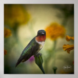 Impresión del colibrí de la lona posters