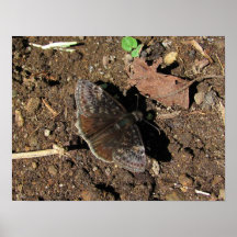 Impresión del ~ de la mariposa de Duskywing Impresiones
