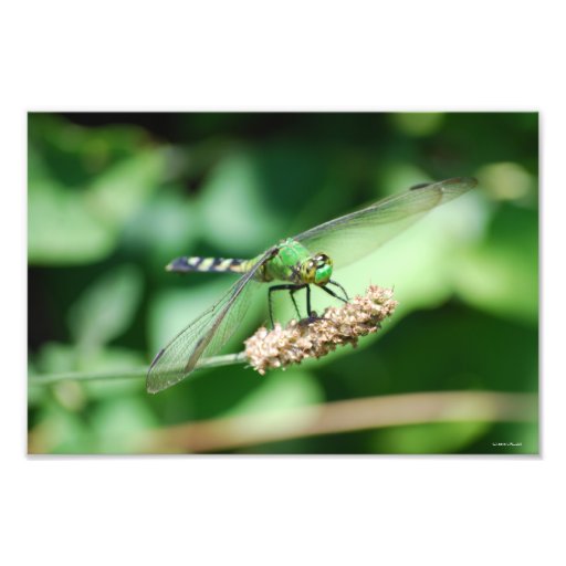 Impresión del este de la libélula de Pondhawk Arte Fotográfico