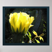 Impresión del flor de Sun del cactus Poster