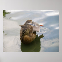 Impresión del lago duck posters