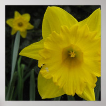 Impresión del narciso impresiones