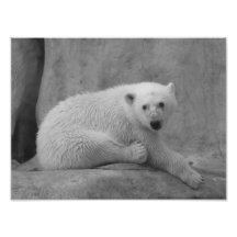 Impresión del oso polar del bebé impresiones fotograficas