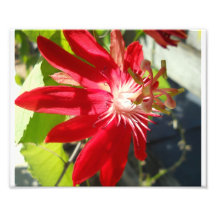 impresión del passionflower 8x10. impresiones fotográficas