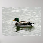 Impresión del pato del pato silvestre posters