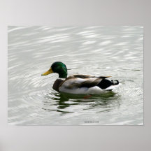 Impresión del pato del pato silvestre posters