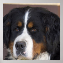 Impresión del perro de montaña de Bernese Impresiones