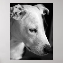 Impresión del perro poster