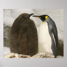 Impresión del pingüino del bebé y de la mamá impresiones