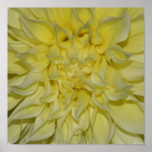 Impresión del poster de la dalia de Starburst