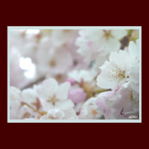 Impresión del poster de la flor blanca de la impre posters