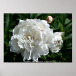 Impresión del poster de la fotografía de la flor d