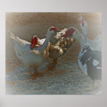 Impresión del poster de los patos de Muscovy