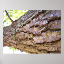 Impresión del poster del árbol